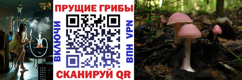 купить наркотик Гороховец Галлюциногенные грибы Psilocybine cubensis